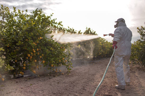 Best Pest Prevention Services  in Winnsboro, TX