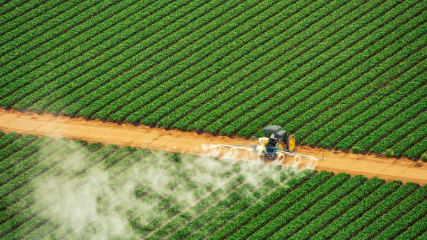 Best Pest Removal Services  in Winnsboro, TX