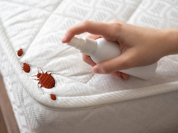 Best Flea Control Services  in Winnsboro, TX